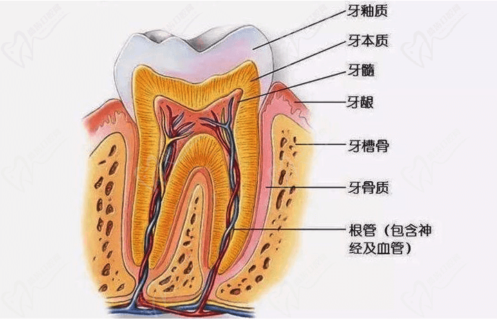 牙齒解剖圖